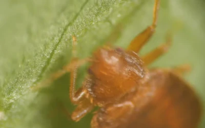 bed-bug-control-west-vancouver Bed bug control West Vancouver