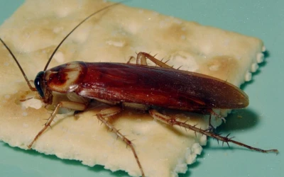 cockroach-control-burnaby Cockroach cntrol Burnaby