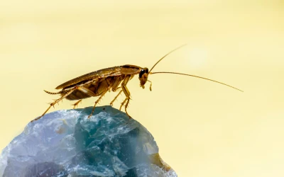 cockroach-control-delta Cockroach control Delta