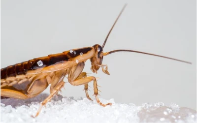 Cockroach control New Westminster