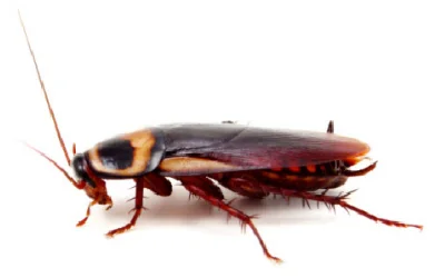 cockroach-control-port-moody Cockroach Control Port Moody
