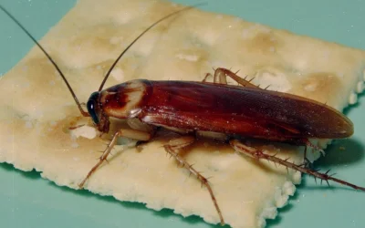 cockroach-control-richmond Cockroach control Richmond