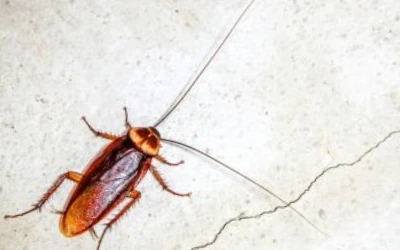 cockroach-control-tsawwassen Cockroach control Tsawwassen