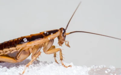 cockroach-control-west-vancouver Cockroach exterminator in West Vancouver