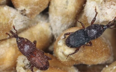 Fabric pest control Anmore