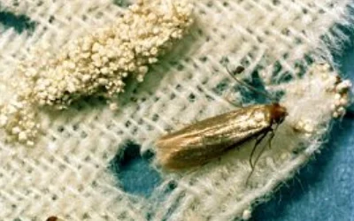 Fabric pest control Port Moody