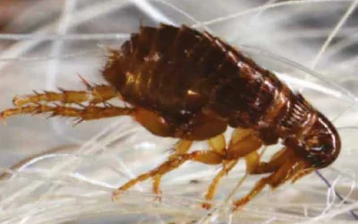 Flea control Anmore