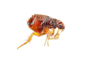 Flea control New Westminster