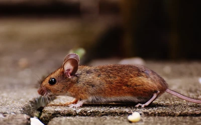 Mouse control Burnaby