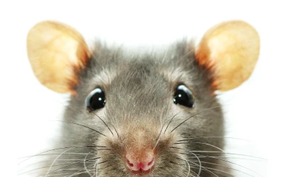 mouse-control-delta Mouse control Delta