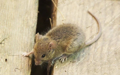 Mouse control New Westminster