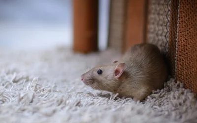 mouse-control-port-moody Mouse control Port Moody