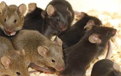 mouse-control-tsawwassen Mouse control Tsawwassen
