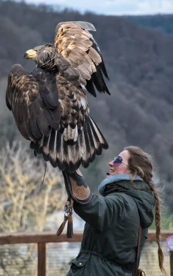 raptor-bird-handler Raptor bird handler