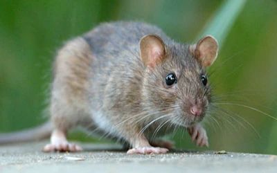 rat-control-burnaby Rat control Burnaby