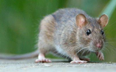 rat-control-delta Rat control Delta