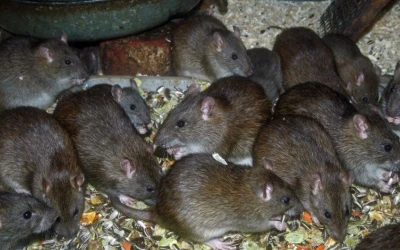 Rat control New Westminster
