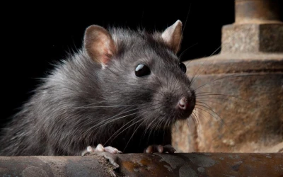 rat-control-tsawwassen Rat control Tsawwassen