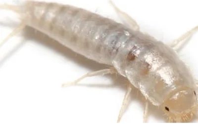 silverfish-control-anmore Silverfish control Anmore