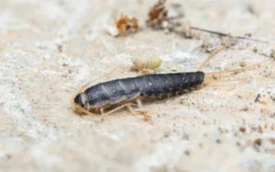 silverfish control Burnaby