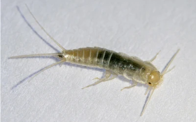 Silverfish control New Westminster
