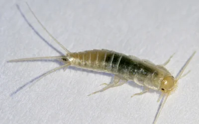 silverfish-control-port-moody Silverfish control Port Moody
