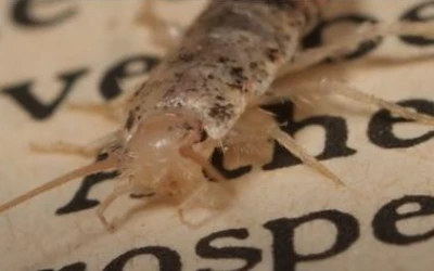 Silverfish control Tsawwassen