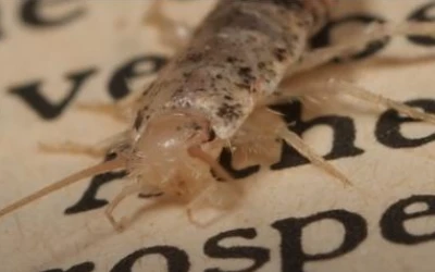 silverfish-control-west-vancouver Silverfish control West Vancouver