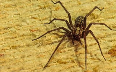Spider control Anmore
