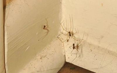 spider-control-delta Spider Control Delta