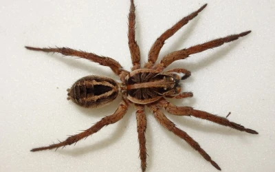 Spider control New Westminster