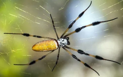 spider-control-port-moody Spider control Port Moody