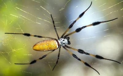 spider-control-richmond Spider control Richmond