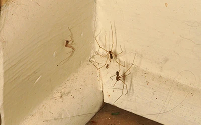 spider-control-tsawwassen Spider control Tsawwassen