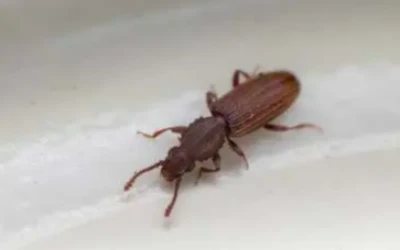Stored product pest control Burnaby
