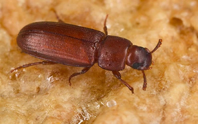 stored-products-pests-tsawwassen Stored Product Pest Control Tsawwassen