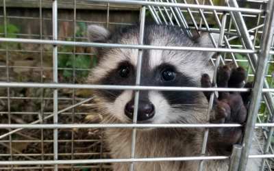 trapping-wildlife-in-delta trapping wildlife in Delta