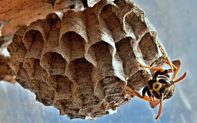 wasp-control-anmore Wasp control Anmore