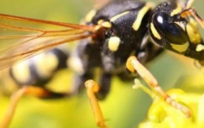 Wasp control New Westminster