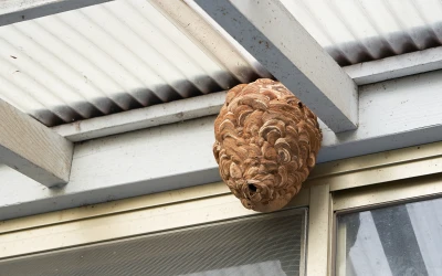 wasp-control-richmond Wasp control Richmond