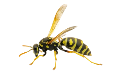 wasp-control-tsawwassen Wasp control Tsawwassen