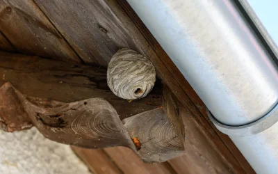 wasp-control-west-vancouver Wasp control West Vancouver