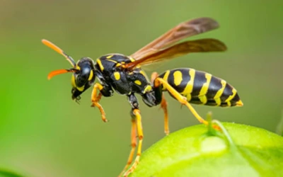 wasp-control-white-rock Wasp Control White Rock