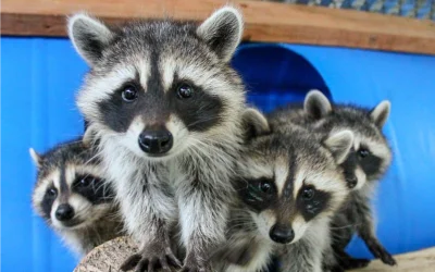 Wildlife control Anmore