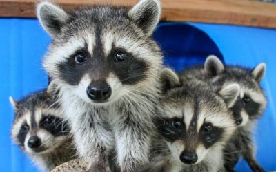Wildlife control Tsawwassen