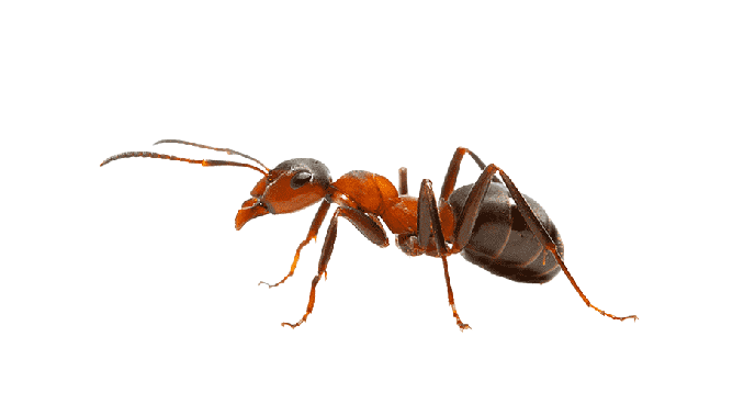ant-seen-from-the-side Ant seen from the side