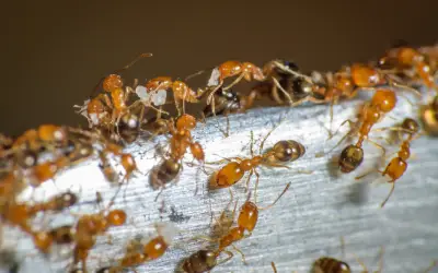 Ants on an anthill