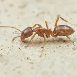 argentine-ant Argentine ant