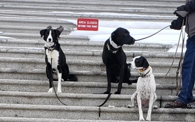 1st Pest Control's K9 bed bug detection team 1st Pest Control's K9 bed bug detection team