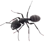 carpenter-ant-without-background-1 3/4 view of a carpenter ant